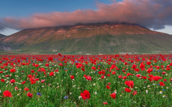 Earth Poppy Flowers Cloud Flower Mountain Meadow HD Wallpaper | Background Image