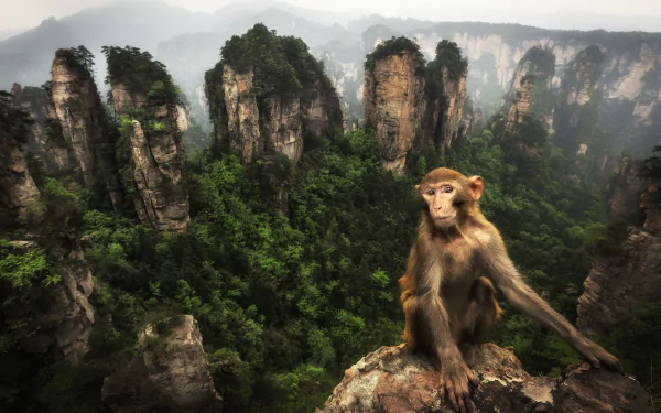 monkey Animal macaque HD Desktop Wallpaper | Background Image