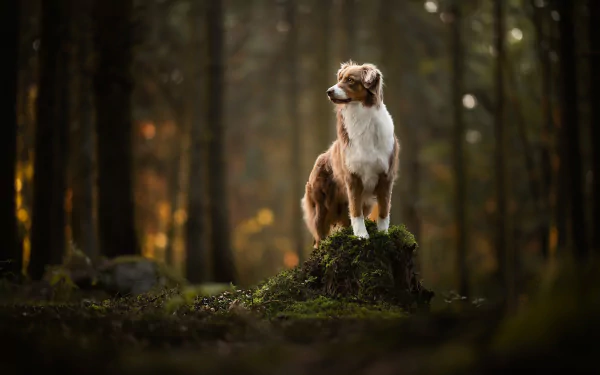 Border collie stands on a mossy stump in a serene forest — HD PC desktop wallpaper background with warm backlit trees.