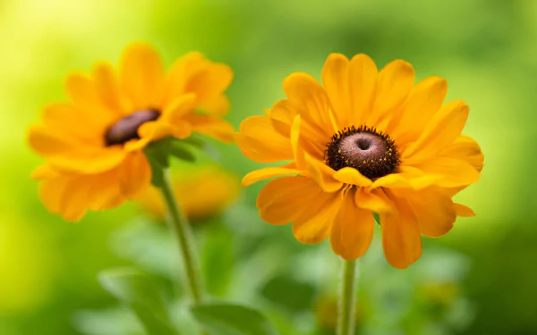 HD desktop wallpaper of vibrant Rudbeckia (black-eyed Susan) flowers against a soft, natural green background.