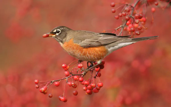 berry Animal american robin HD Desktop Wallpaper | Background Image