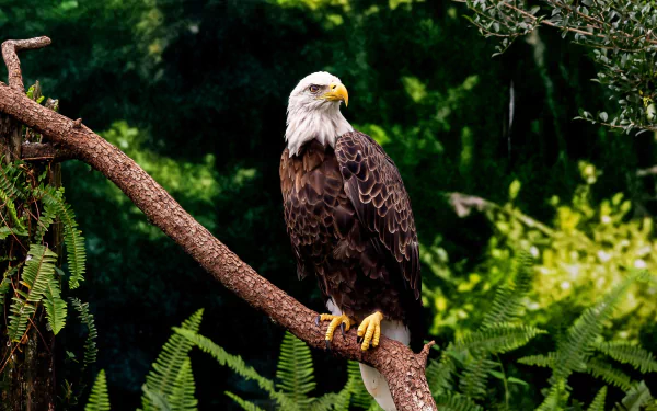 bird of prey Animal bald eagle HD Desktop Wallpaper | Background Image
