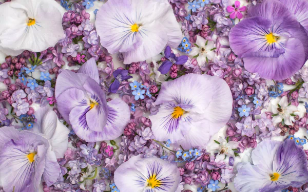 violet artistic flower HD Desktop Wallpaper | Background Image