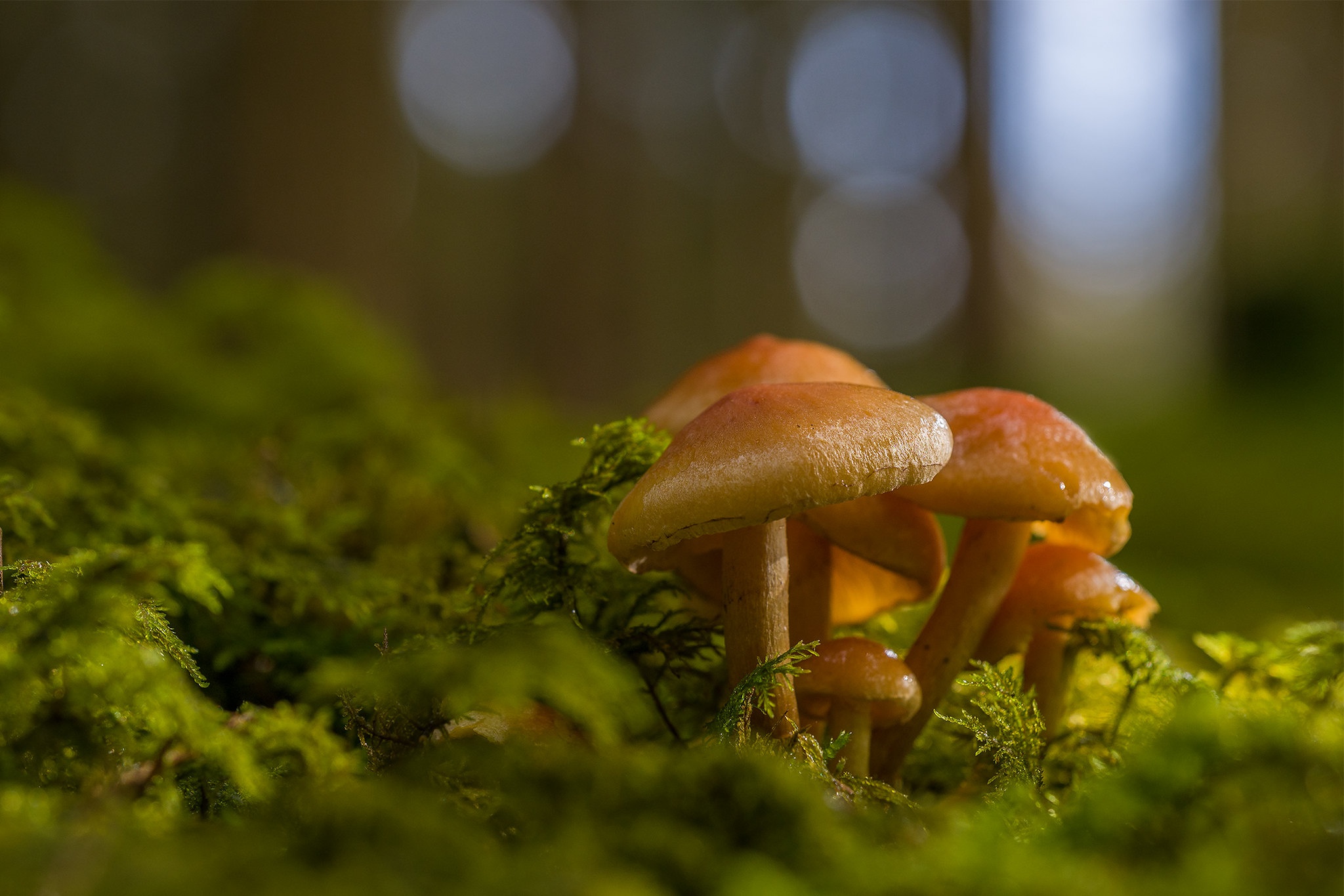 Nature Mushroom HD Wallpaper