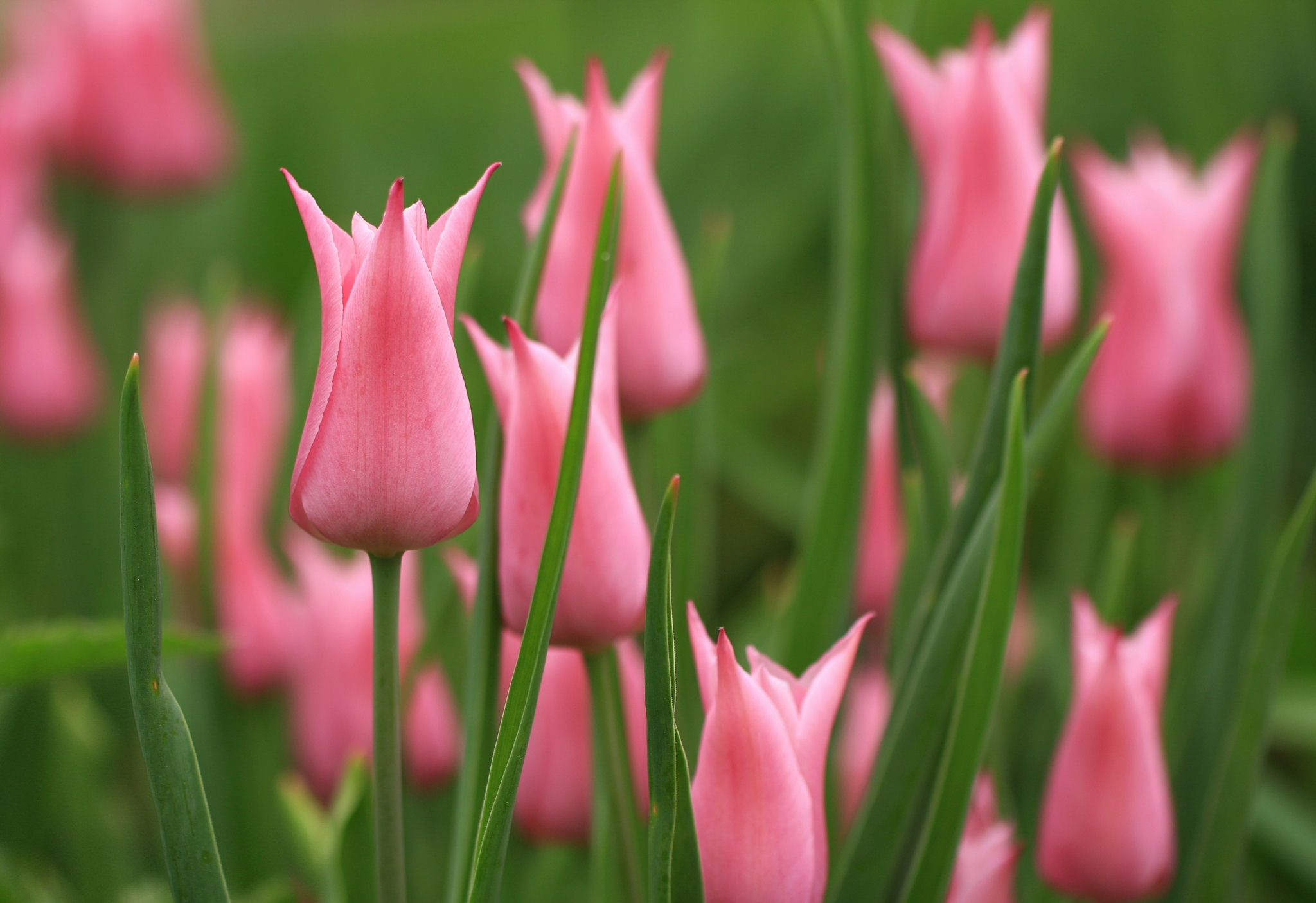 Pink Tulips HD Wallpaper | Background Image | 2048x1406 | ID:1106843