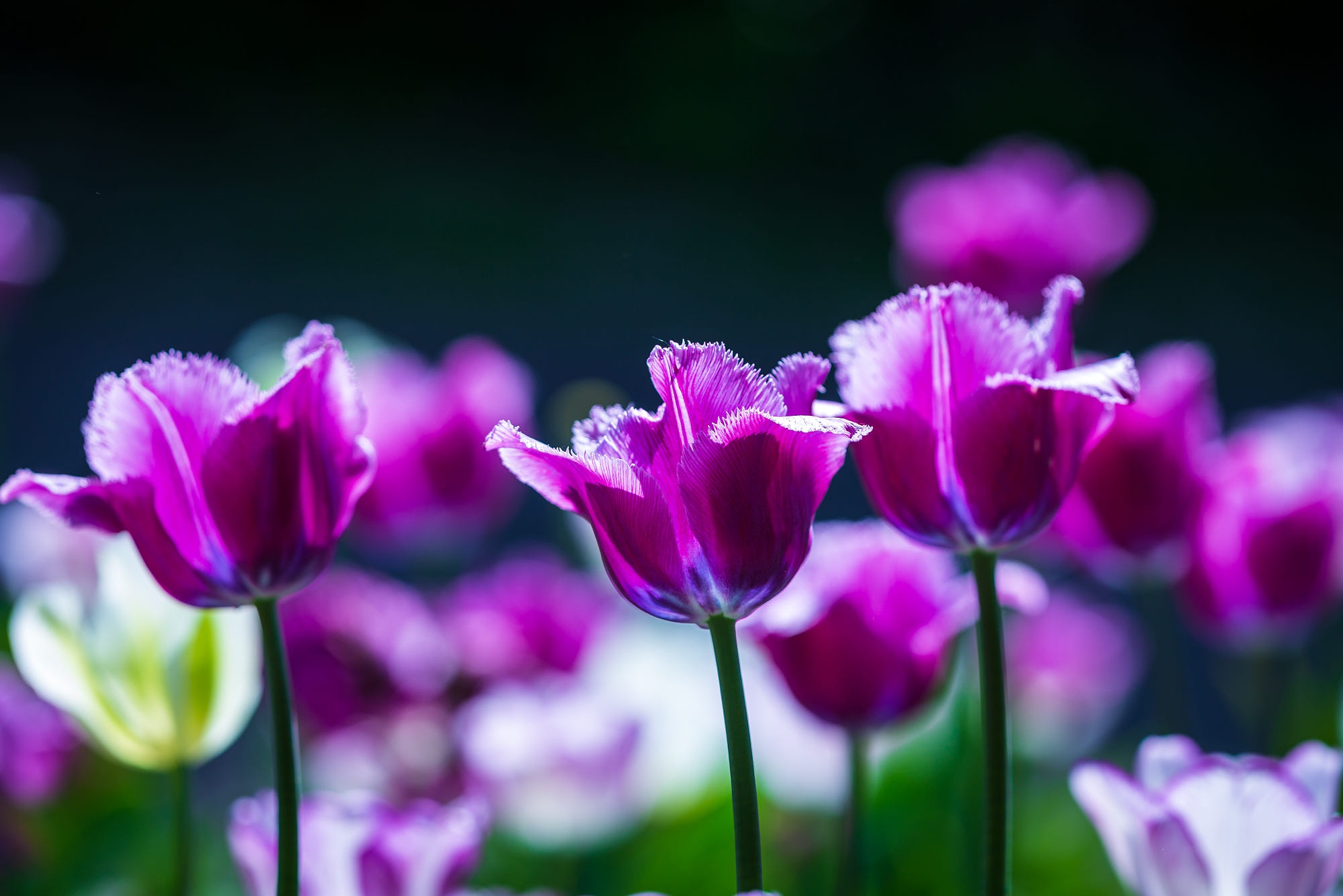 Download Purple Flower Flower Nature Tulip HD Wallpaper