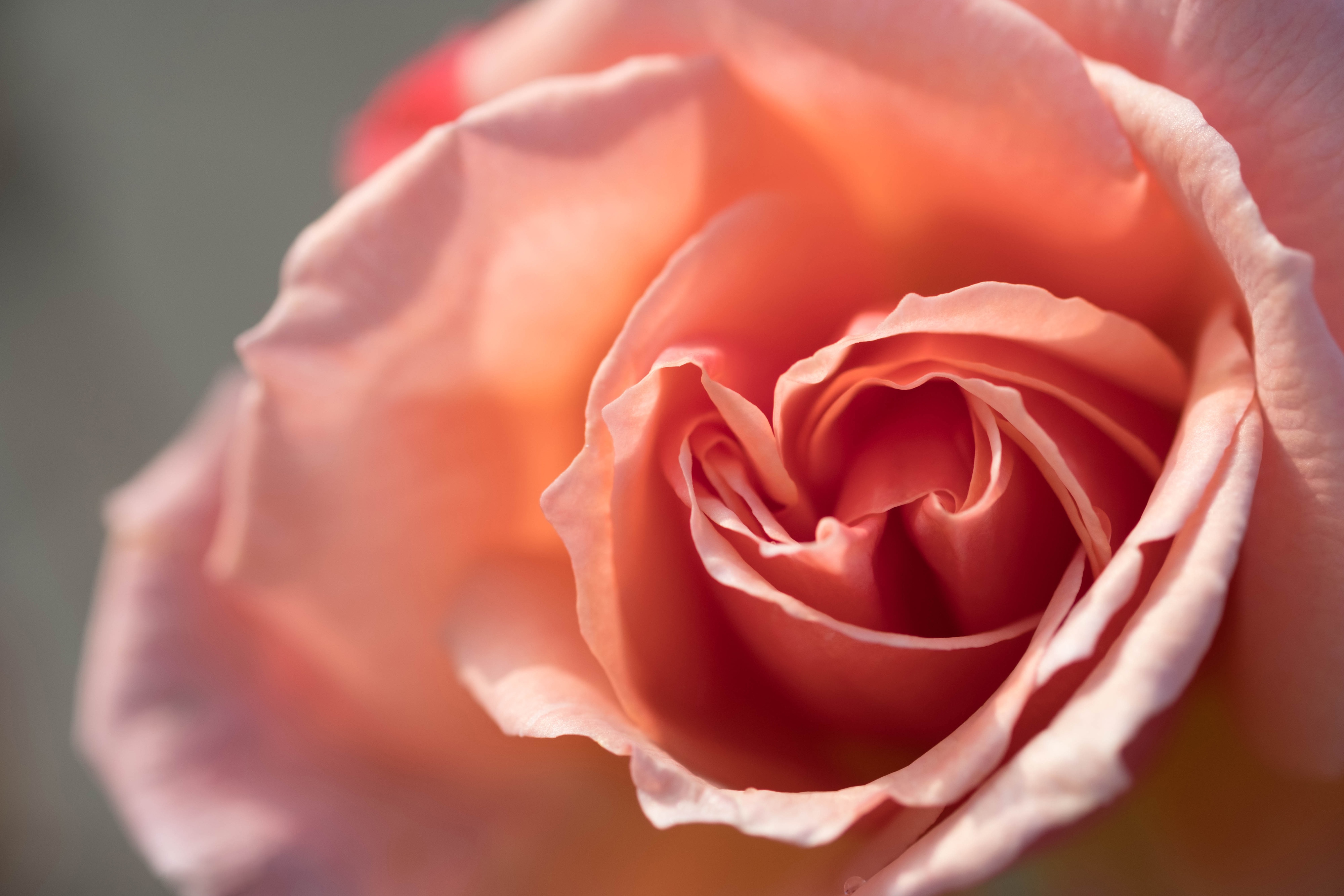 Rose 4k Ultra HD Wallpaper | Background Image | 4000x2667 | ID:1106965