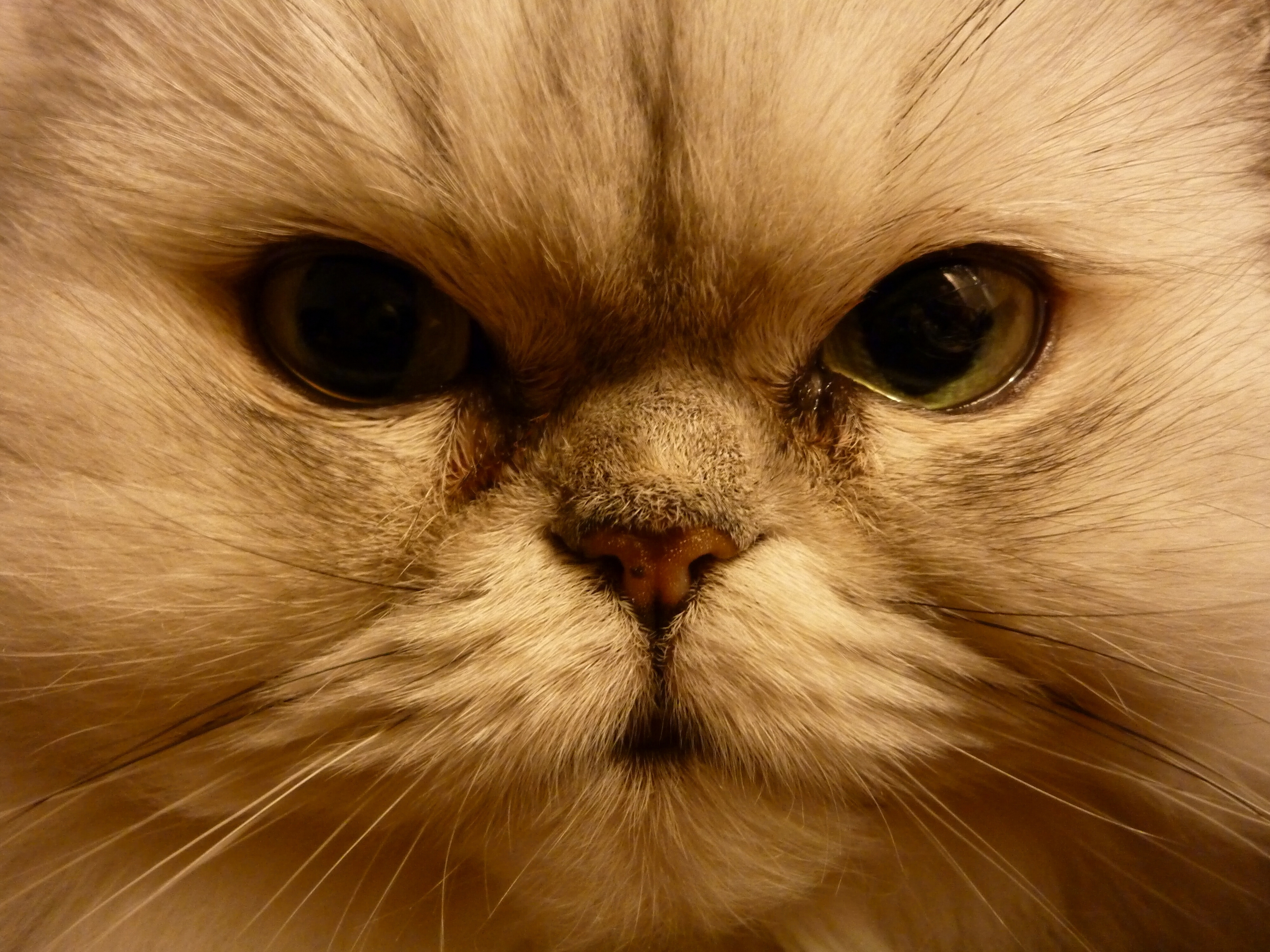Download Muzzle Animal Cat HD Wallpaper