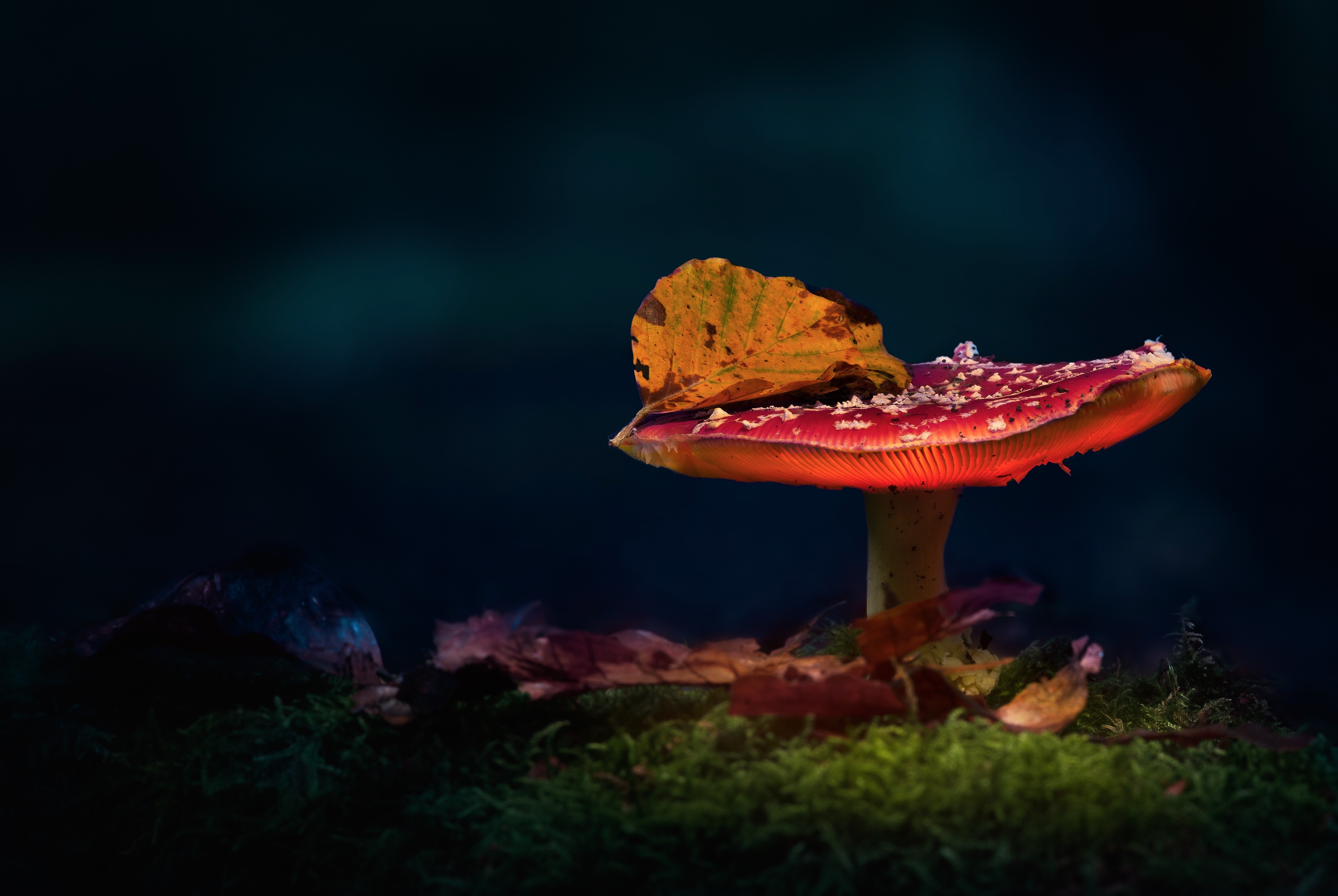 Download Macro Nature Mushroom 4k Ultra HD Wallpaper