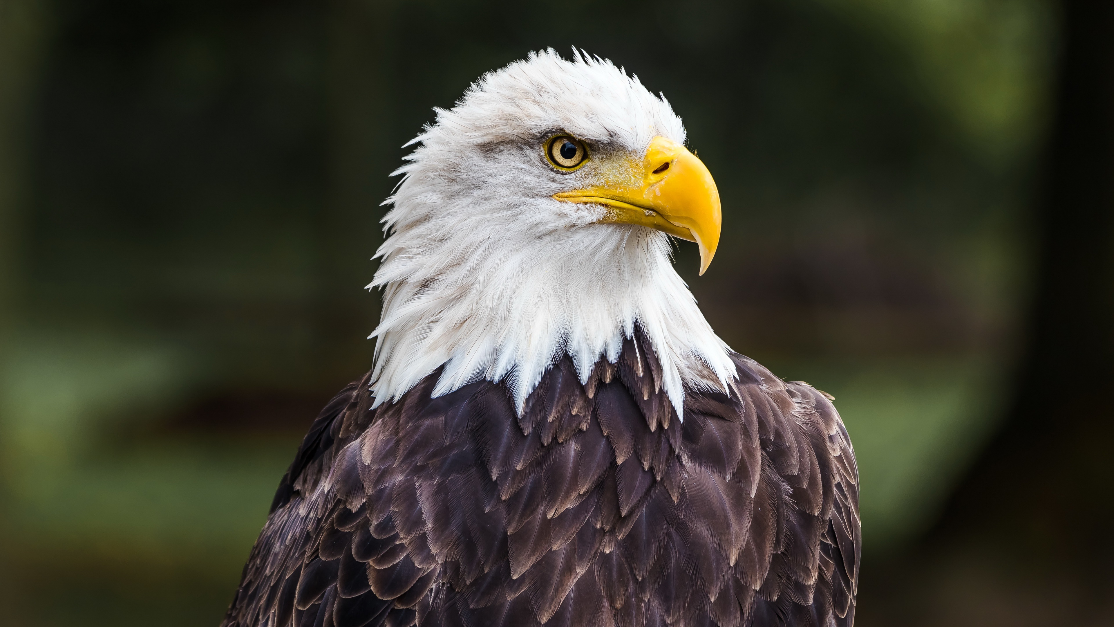 Bald Eagle 4K