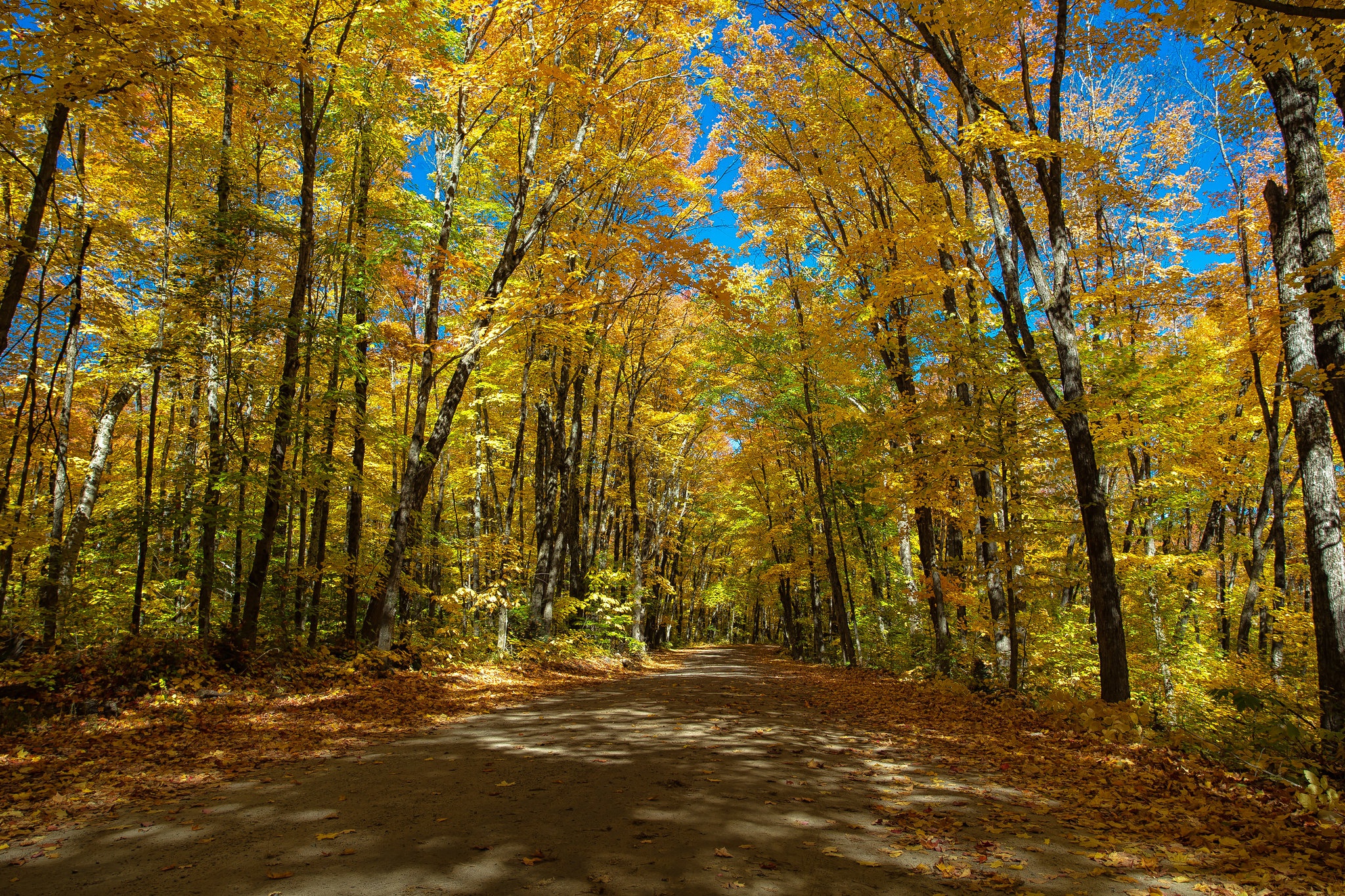 Download Ontario Canada Tree Fall Man Made Road HD Wallpaper