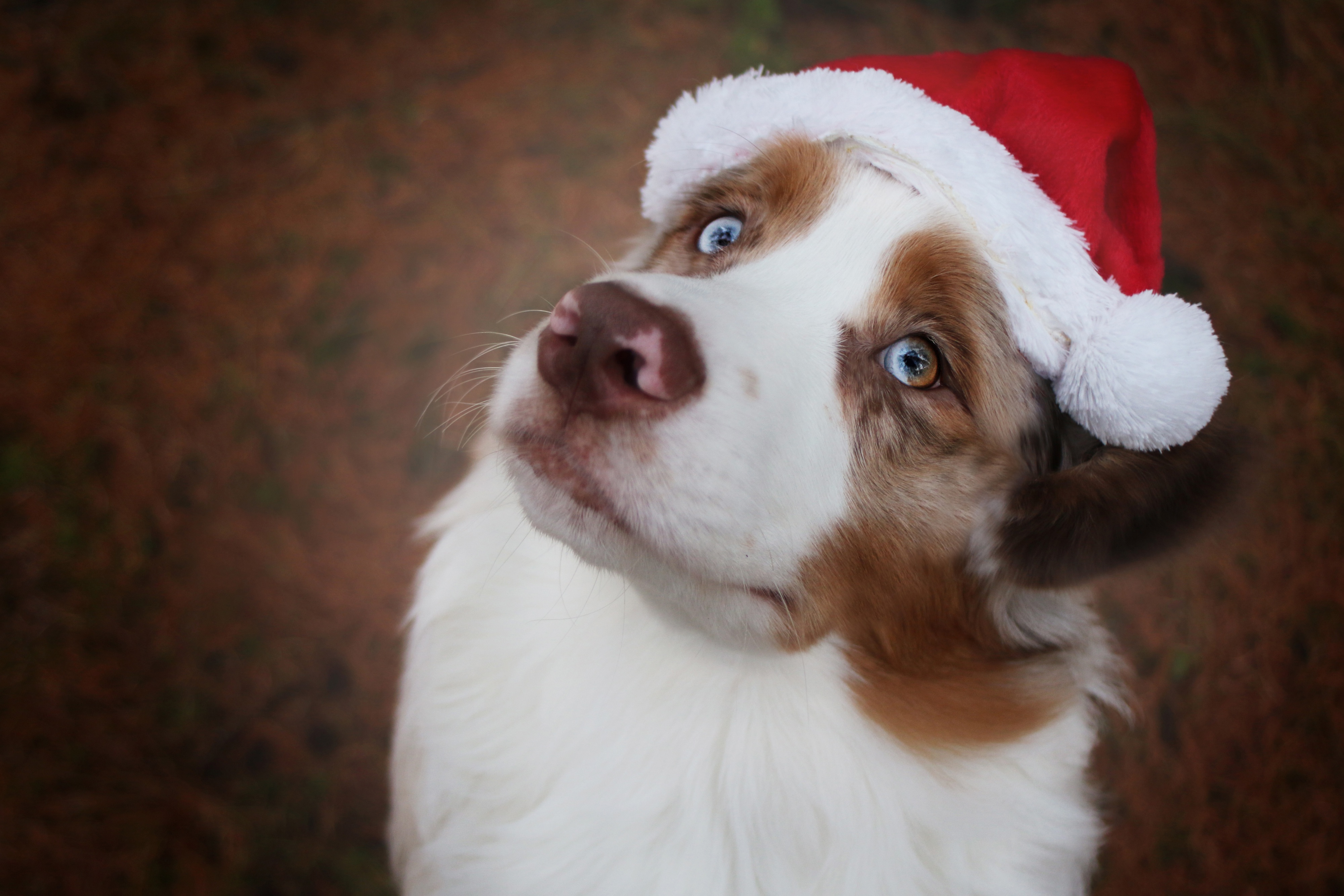 Download Santa Hat Dog Animal Australian Shepherd 4k Ultra HD Wallpaper