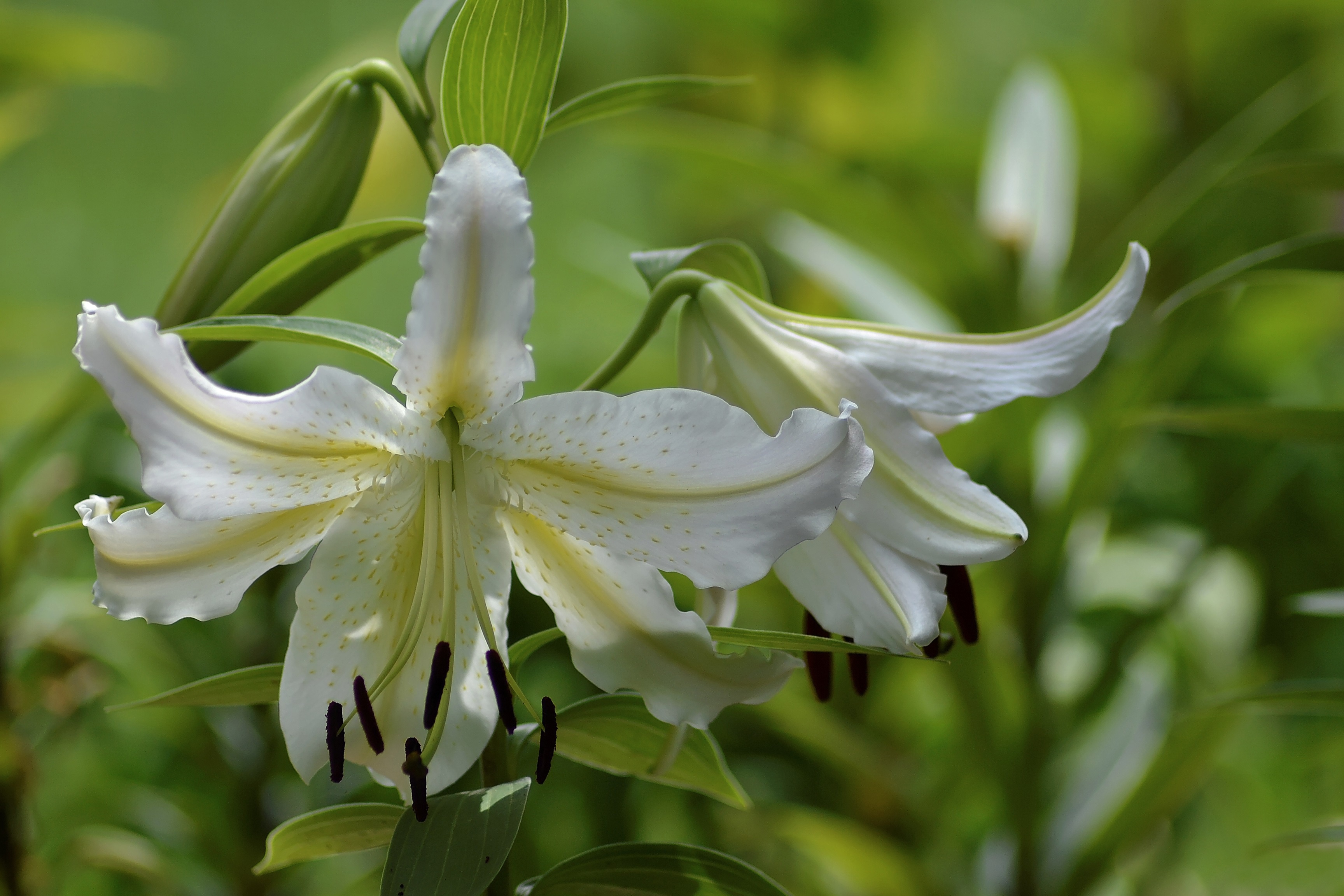 Download White Flower Petal Nature Lily HD Wallpaper