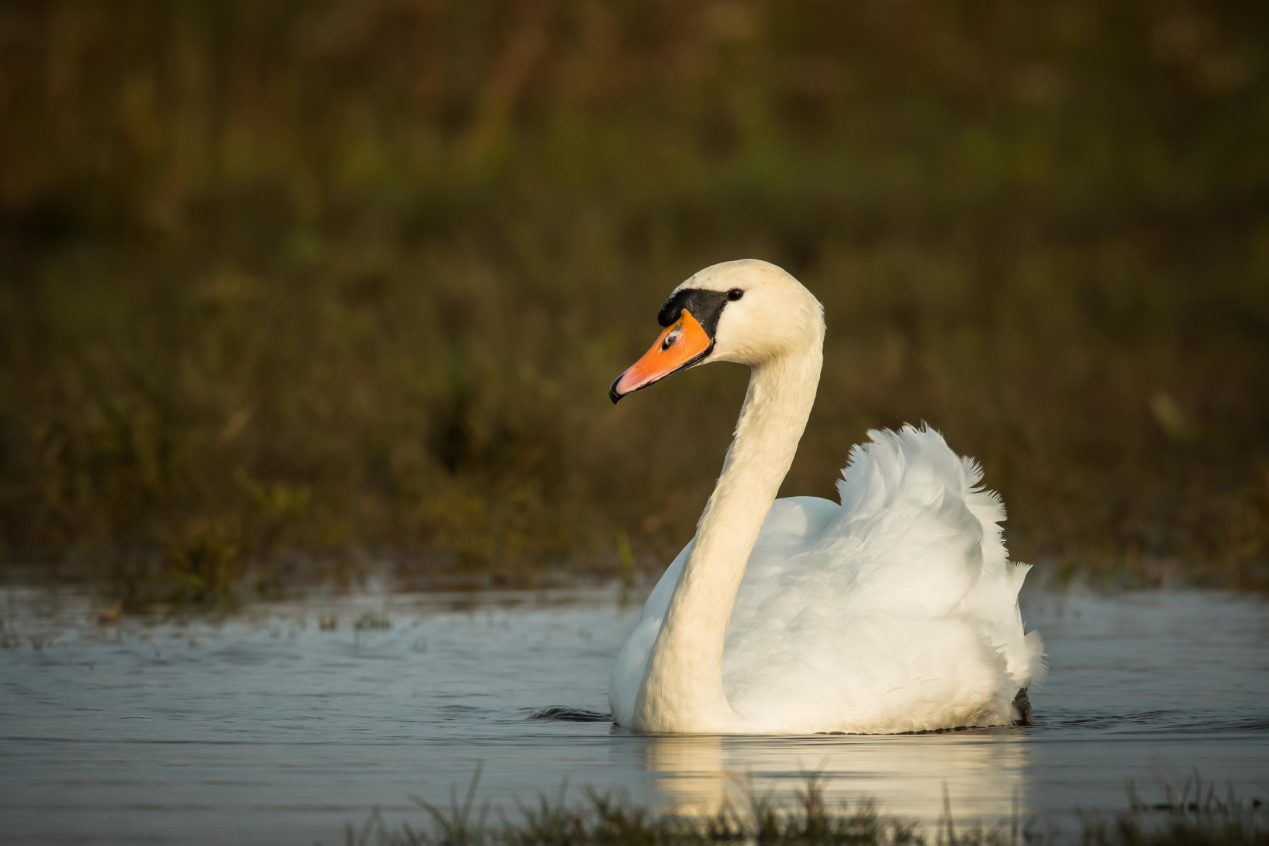 Mute Swan 4k Ultra HD Wallpaper | Background Image | 4096x2731