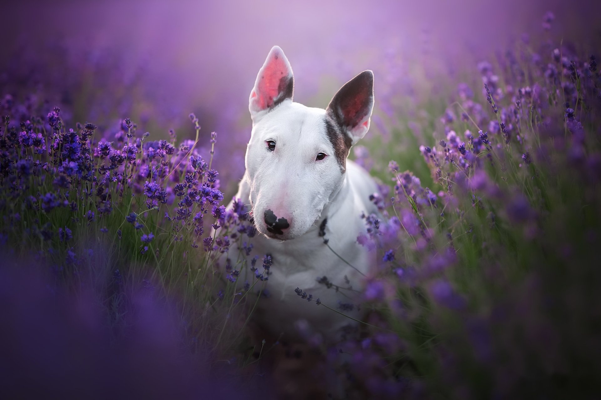 Download Purple Flower Dog Animal Bull Terrier HD Wallpaper