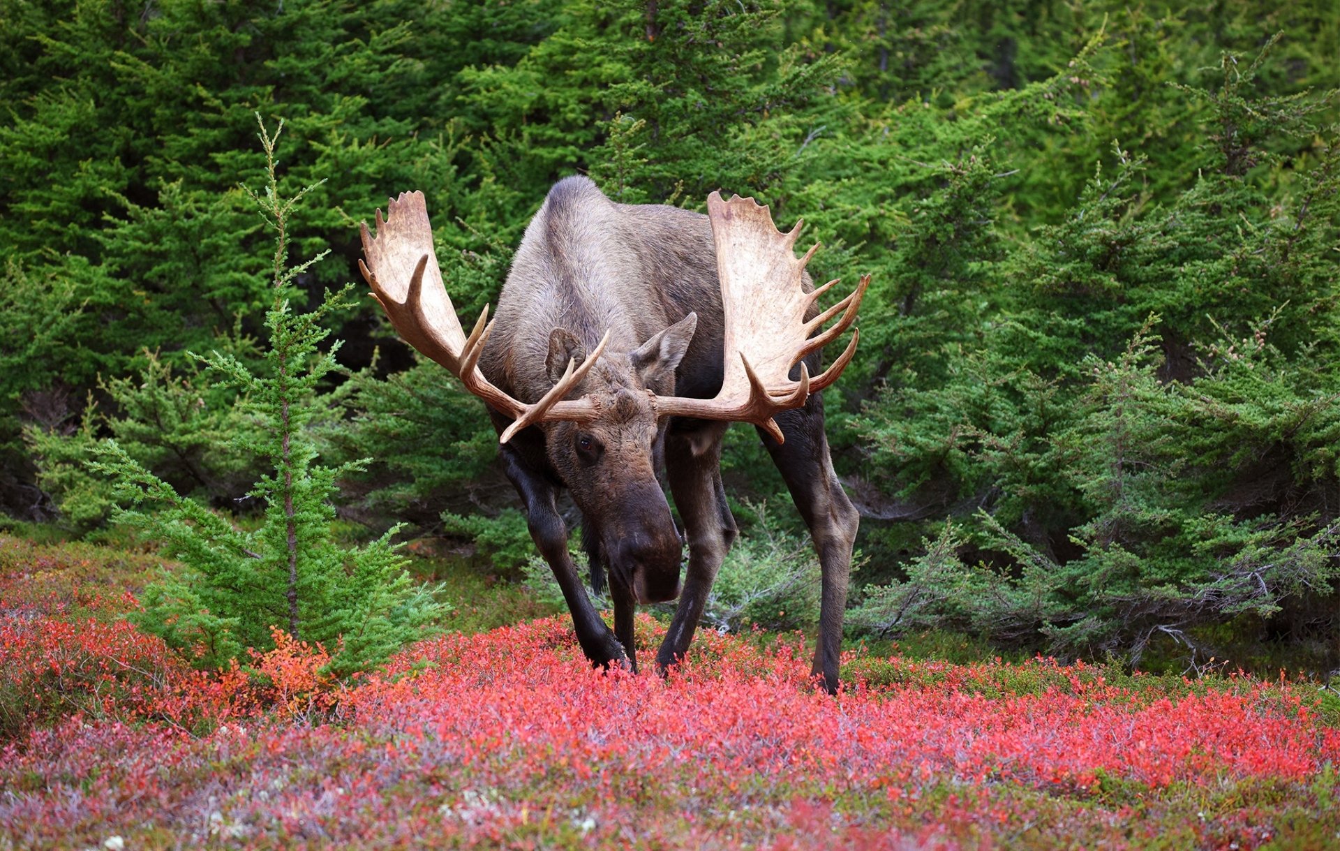 Download Animal Moose HD Wallpaper