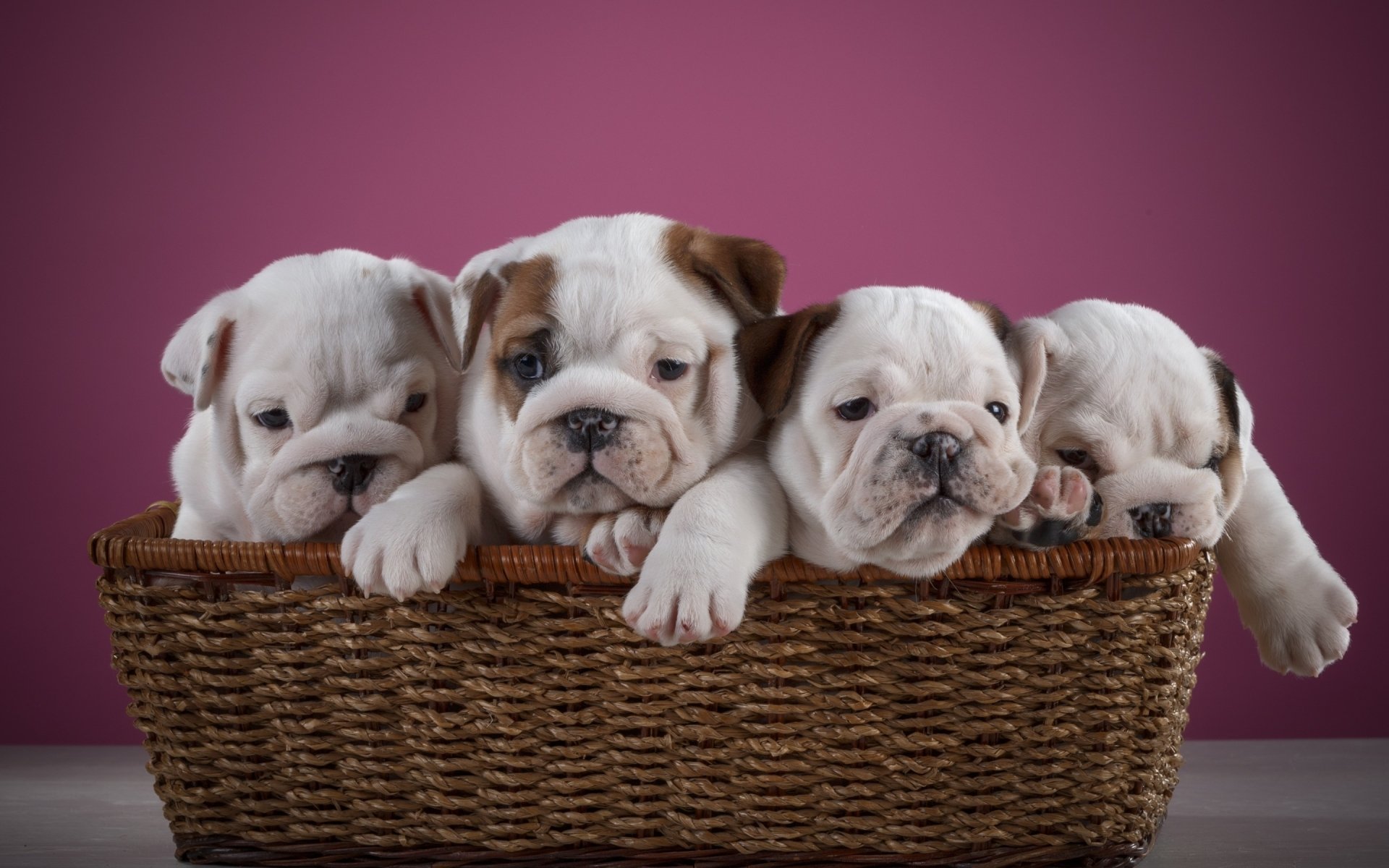 Download Dog Puppy Animal English Bulldog HD Wallpaper