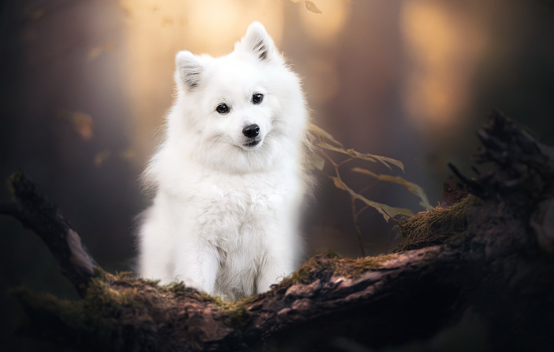 Download Dog Animal Spitz HD Wallpaper by Dackelpup