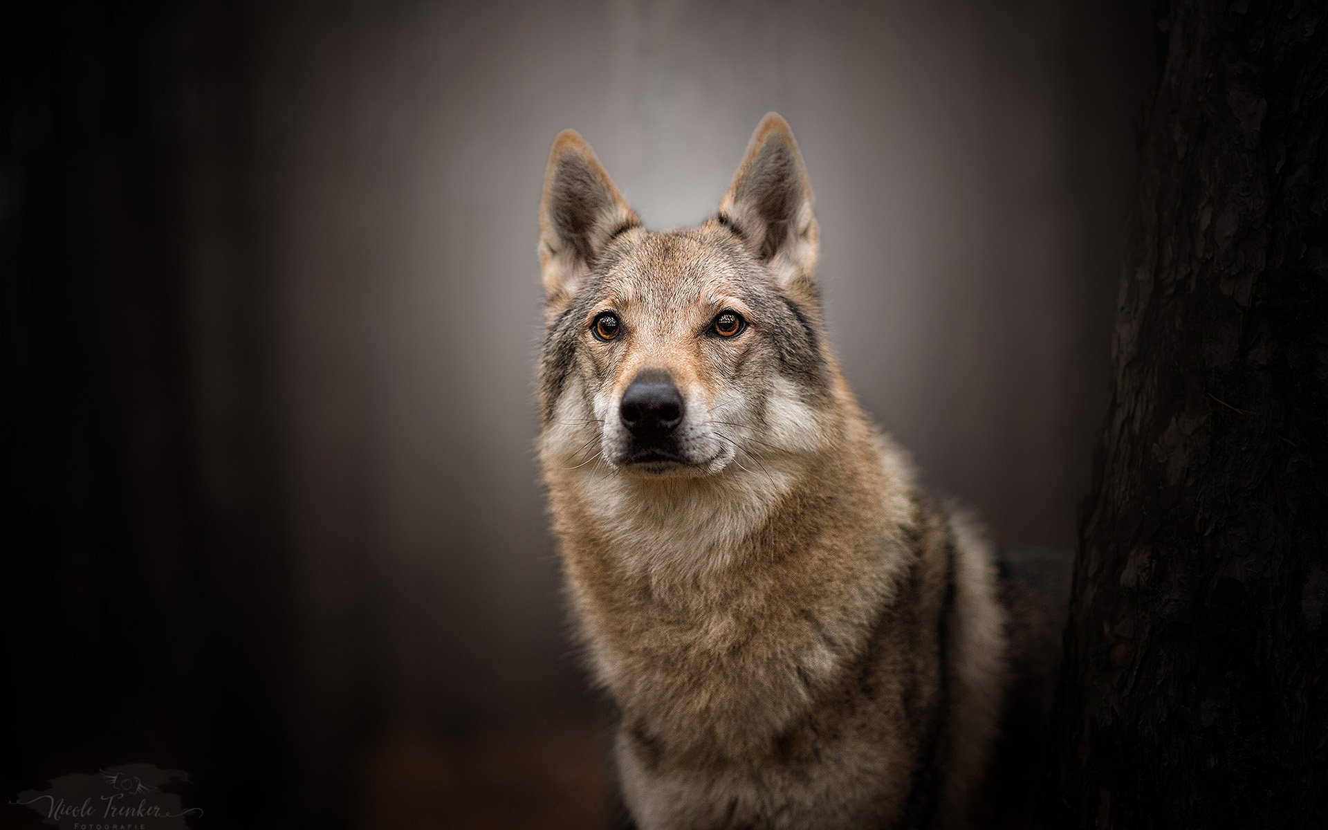 Download Dog Czechoslovakian Wolfdog Animal Wolfdog HD Wallpaper