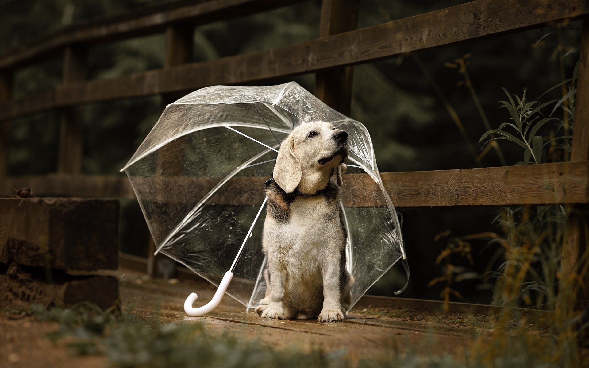 Download Puppy Baby Animal Umbrella Dog Animal Labrador Retriever HD
