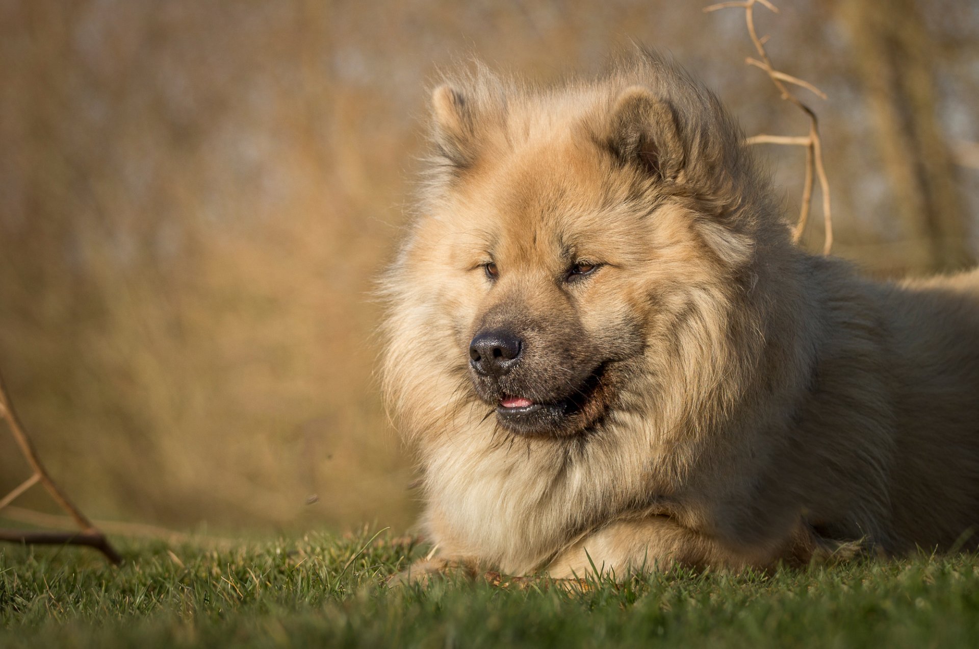 Download Dog Animal Eurasier HD Wallpaper