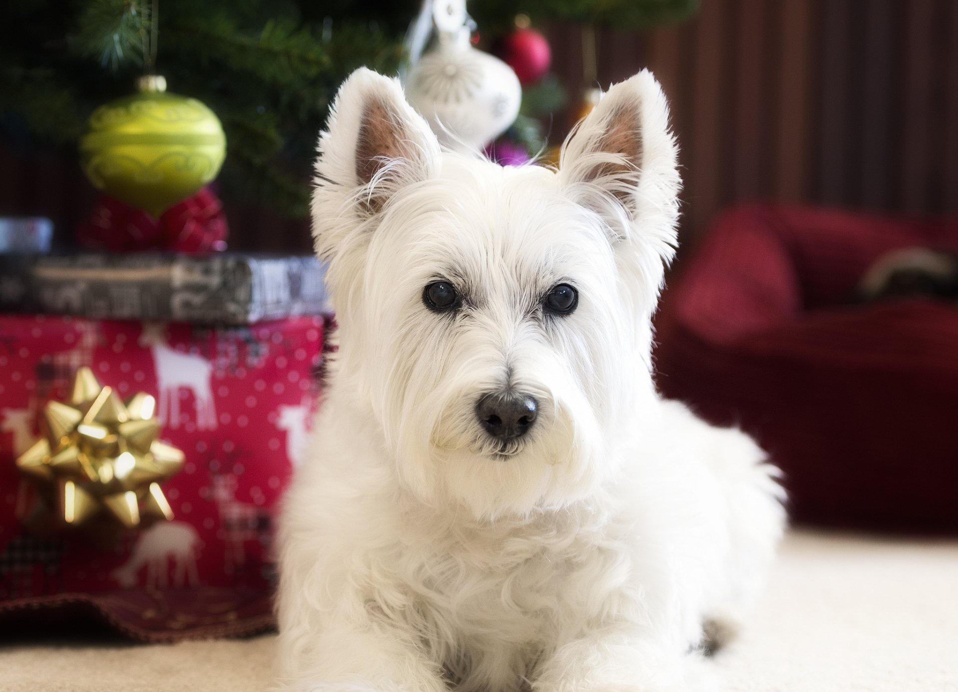 Download Dog Animal West Highland White Terrier HD Wallpaper