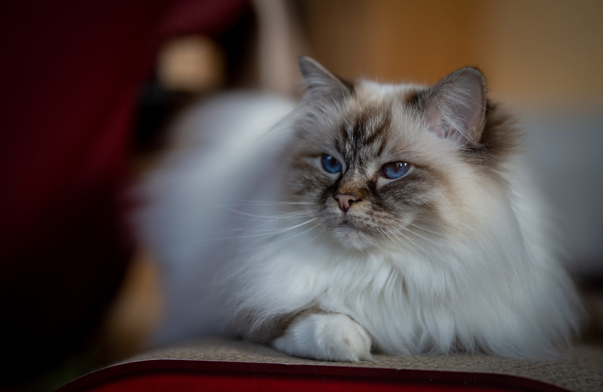 Download Ragdoll Animal Cat 4k Ultra HD Wallpaper