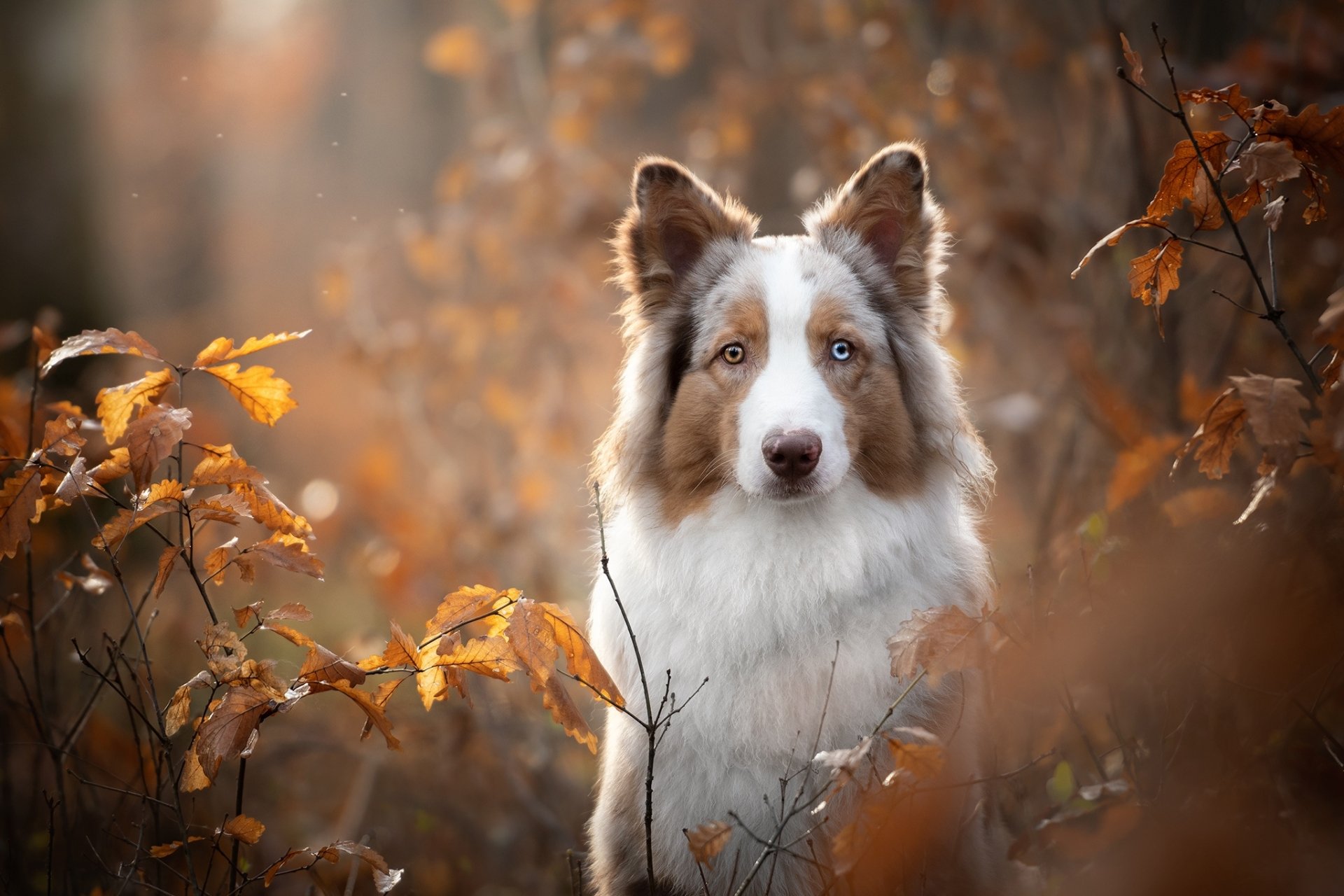 Animal Border Collie HD Wallpaper