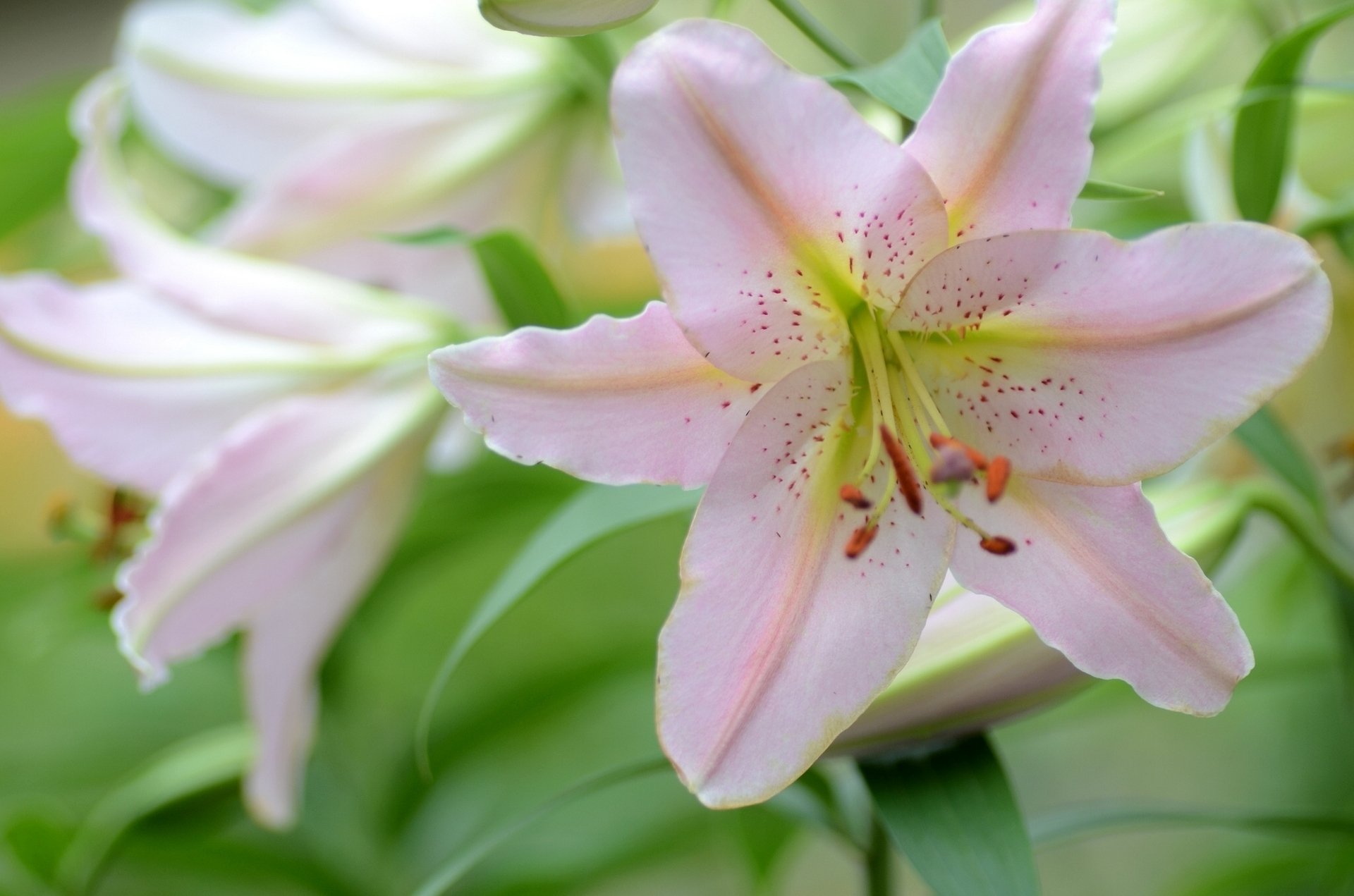 Lily HD Wallpaper | Background Image | 1920x1271 | ID:1108638