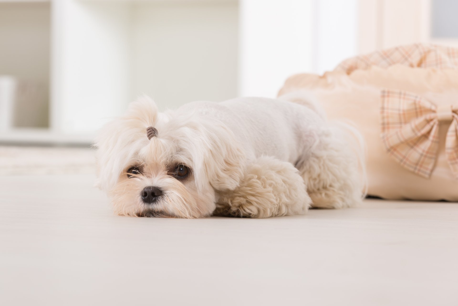 Download Dog Animal Maltese 4k Ultra HD Wallpaper