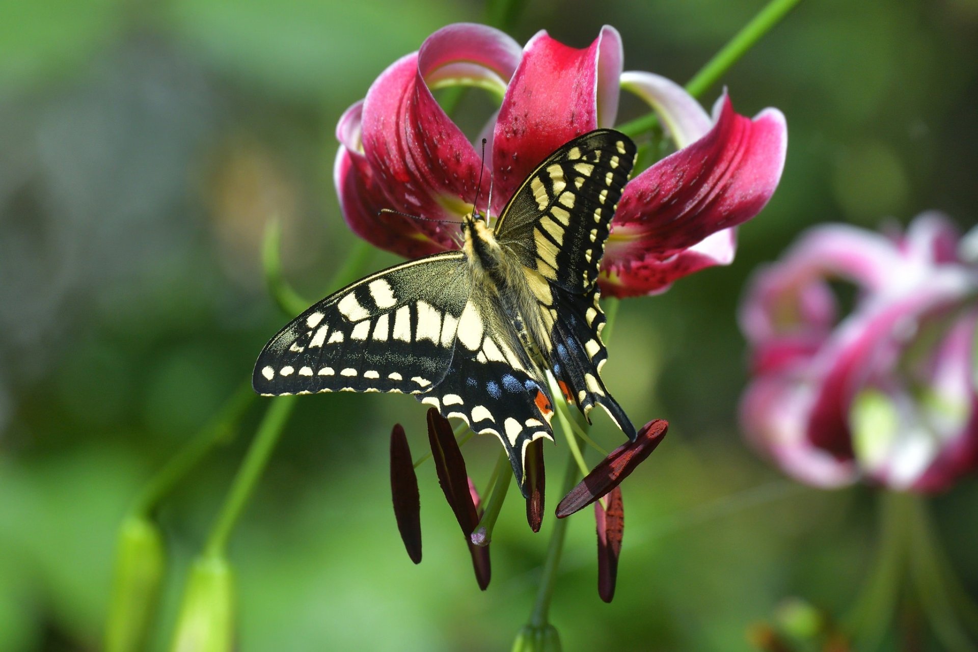 Swallowtail Butterfly Hd Wallpaper