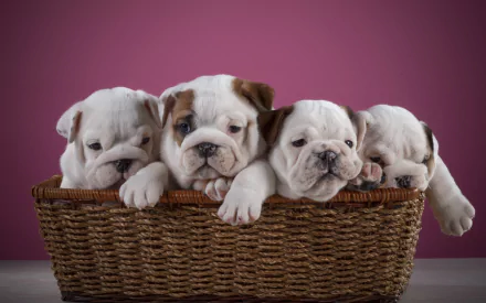 dog puppy Animal english bulldog HD Desktop Wallpaper | Background Image