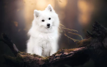 dog Animal spitz HD Desktop Wallpaper | Background Image
