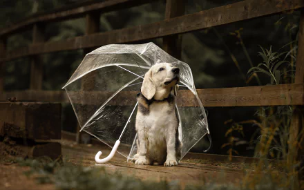  Labrador Retriever Under an Umbrella