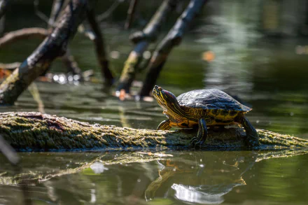 HD desktop wallpaper featuring a turtle basking on a mossy log in a calm, sunlit pond surrounded by tree branches.