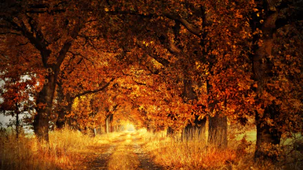 fall dirt road nature path HD Desktop Wallpaper | Background Image