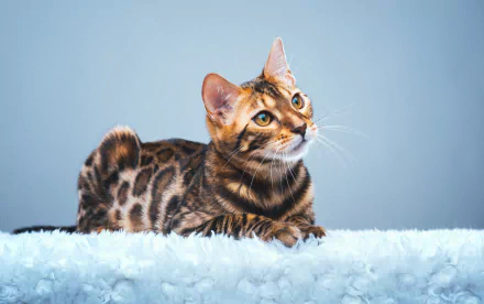 cat Animal bengal cat HD Desktop Wallpaper | Background Image