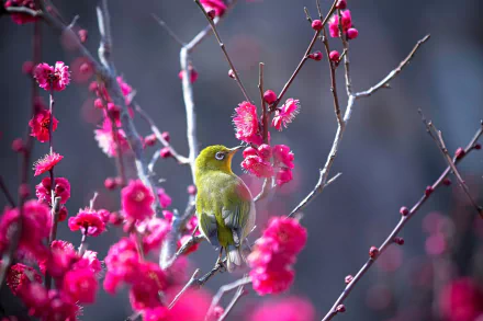 A Japanese white-eye bird perched on vibrant pink flowers, captured in HD quality as a stunning desktop wallpaper and background.