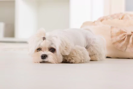 dog Animal maltese HD Desktop Wallpaper | Background Image