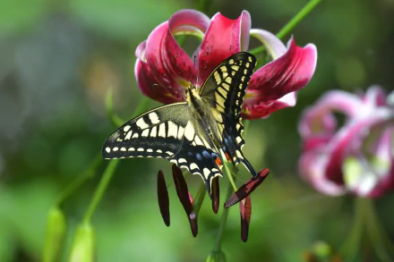 lily butterfly macro flower Animal swallowtail butterfly HD Desktop Wallpaper | Background Image