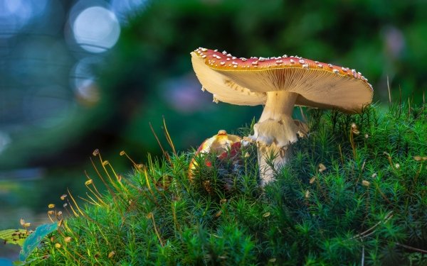 Nature Mushroom Moss Macro HD Wallpaper | Background Image