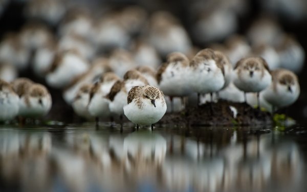 Animal Sandpiper Birds Waders Reflection HD Wallpaper | Background Image