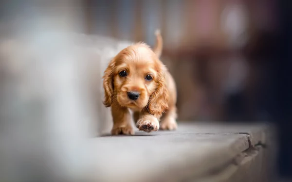 HD desktop wallpaper featuring a cute baby cocker spaniel puppy walking towards the camera, showcasing the charm of this dog breed as a lovable animal.