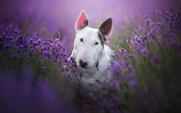 purple flower dog Animal bull terrier HD Desktop Wallpaper | Background Image