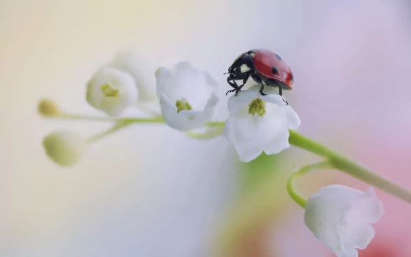 white flower insect lily of the valley macro flower Animal ladybug HD Desktop Wallpaper | Background Image