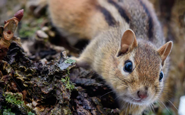 Close-up HD image of a chipmunk, a small rodent, nestled on textured wood, capturing intricate fur details and bright eyes in a natural outdoor setting.