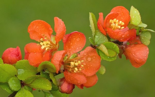 Earth Blossom Flowers Macro Branch Spring Raindrops HD Wallpaper | Background Image