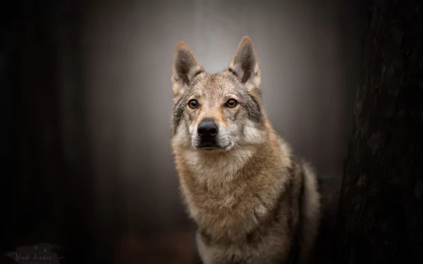 dog czechoslovakian wolfdog Animal wolfdog HD Desktop Wallpaper | Background Image