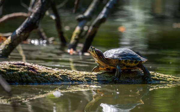 Animal turtle HD Desktop Wallpaper | Background Image