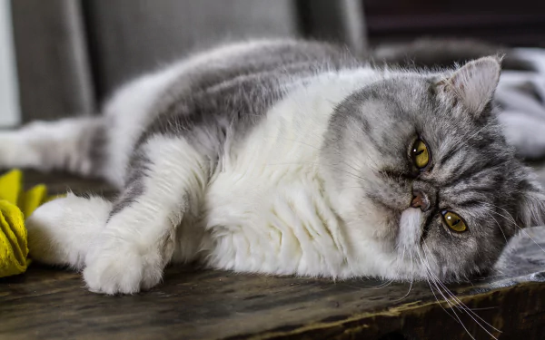 cat Animal persian cat HD Desktop Wallpaper | Background Image